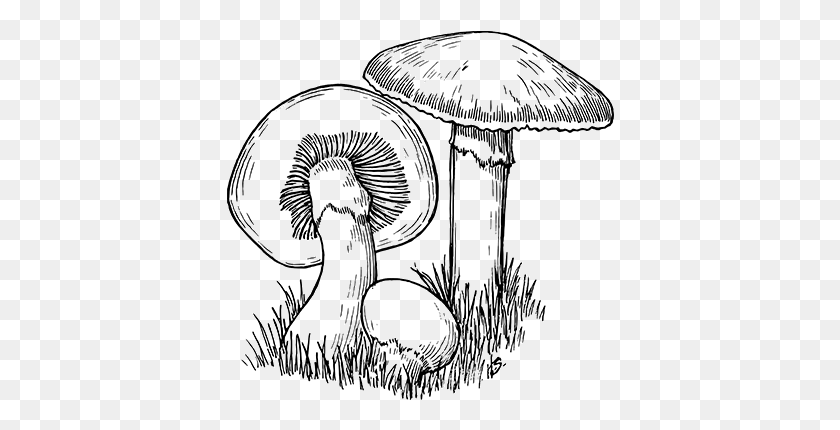 388x370 Wild Mushrooms From Ottawa Farms Mushroom Drawing, Statue, Sculpture HD PNG Download