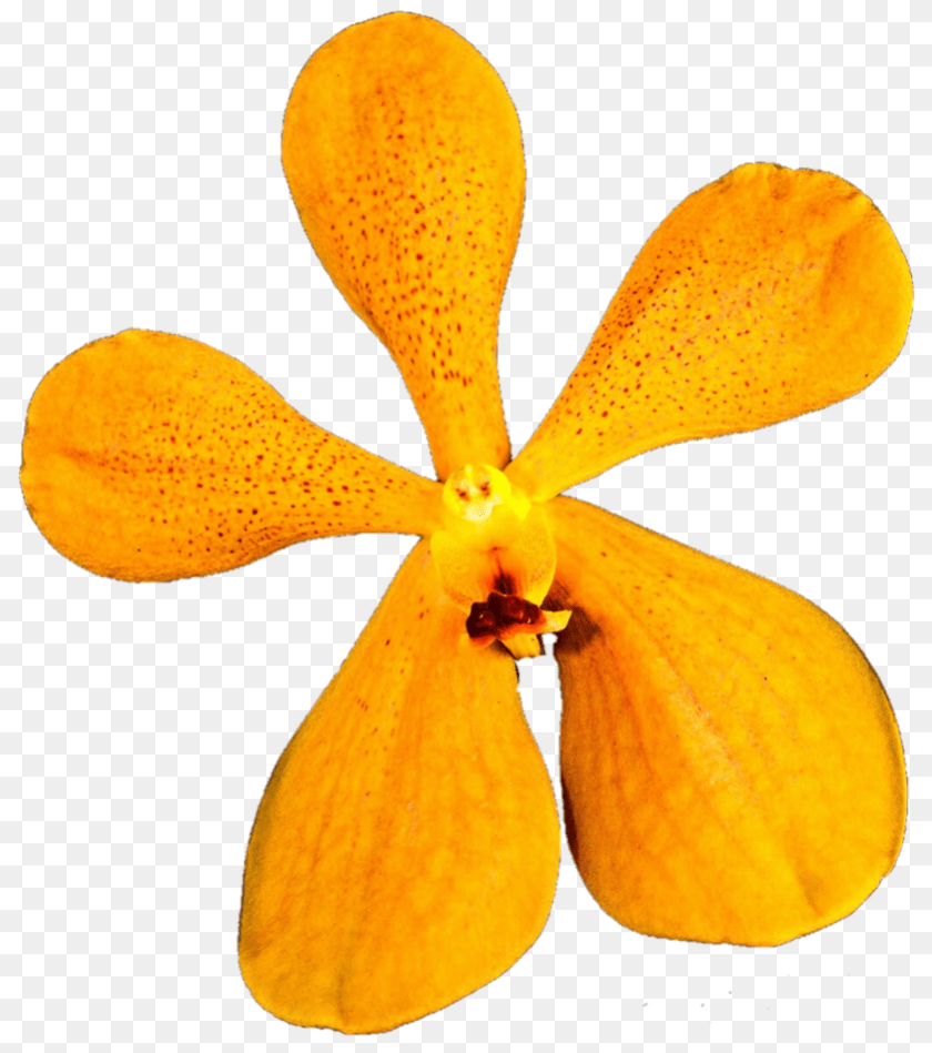 Wild Orange Orchid, Flower, Petal, Plant, Food Sticker PNG