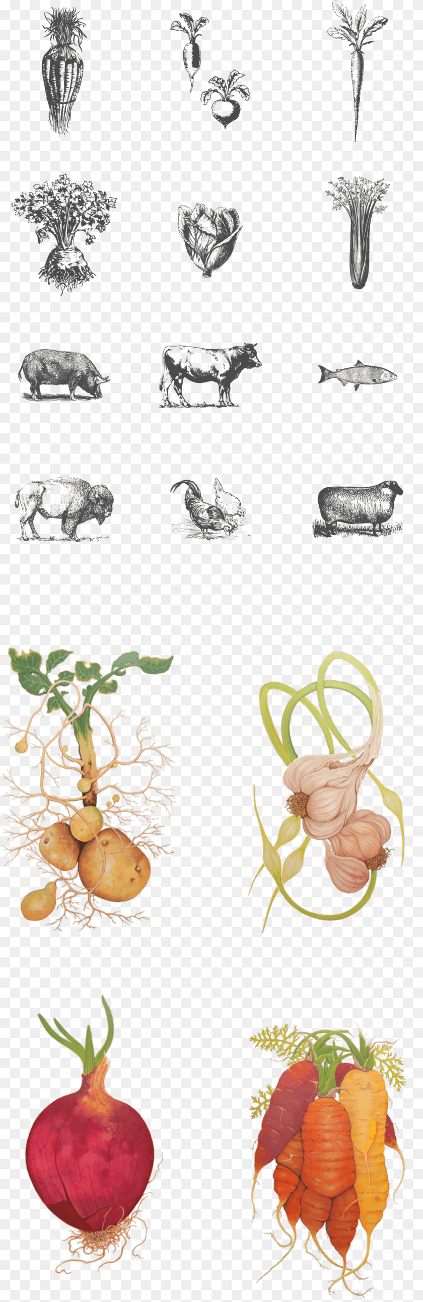 1321x4063 Wild Roots Illustrations, Plant, Animal, Cattle, Cow Transparent PNG