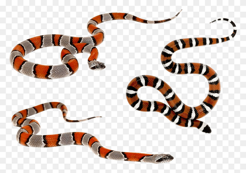 1686x1151 Дикие Змеи Змея Wild Rattle Park Hq Photo Brush, King Snake, Reptile, Animal Hd Png Download