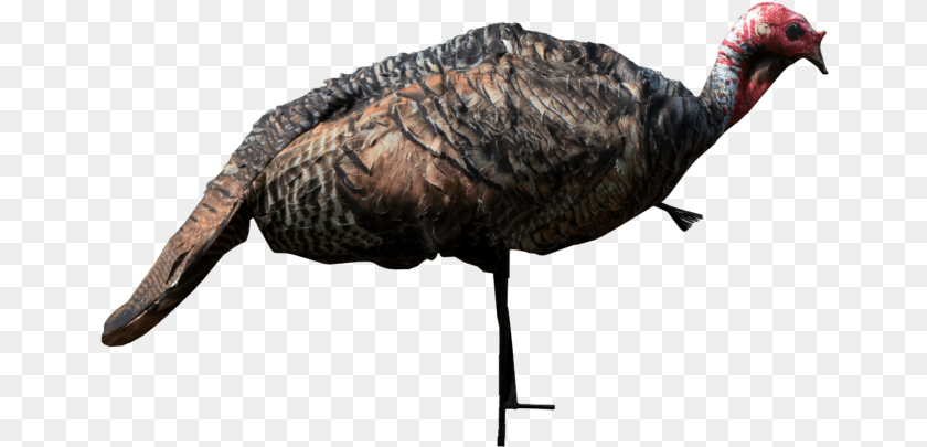 Wild Turkey Turkey, Animal, Bird, Fowl, Poultry Transparent PNG