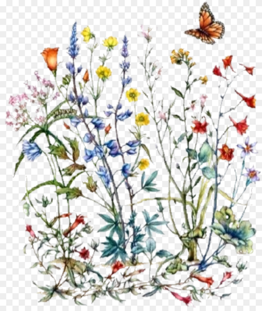 Wildflower Botanical Illustration, Plant, Pattern, Pottery, Porcelain Clipart PNG