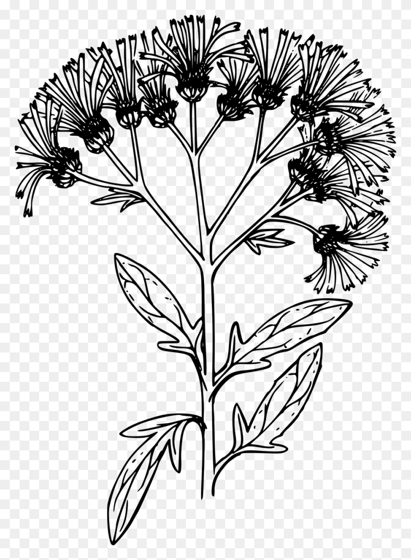 921x1280 Wildflower Clipart Black And White Chrysanths, Gray, World Of Warcraft HD PNG Download