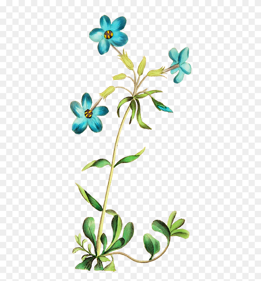 395x846 Wildflower Clipart Blue Wildflower Beautiful Root Flower Clipart Transparent, Acanthaceae, Plant, Blossom HD PNG Download