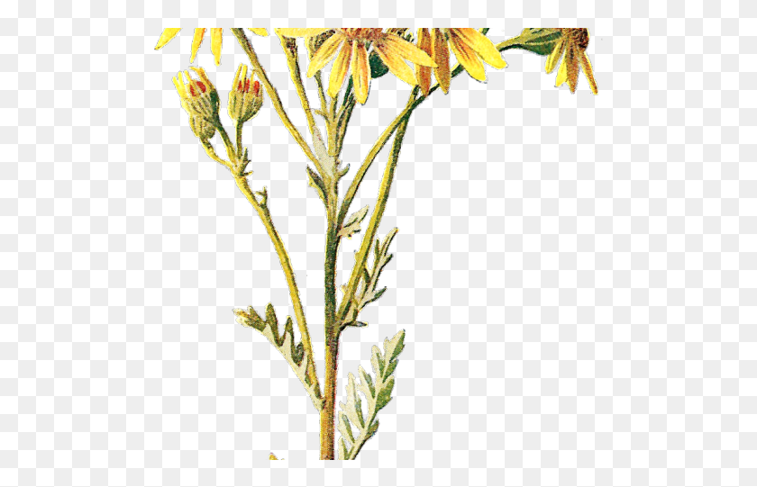 499x481 Полевой Цветок Изящный Цветок Оранжевая Лилия, Растение, Acanthaceae, Пыльца Png Скачать