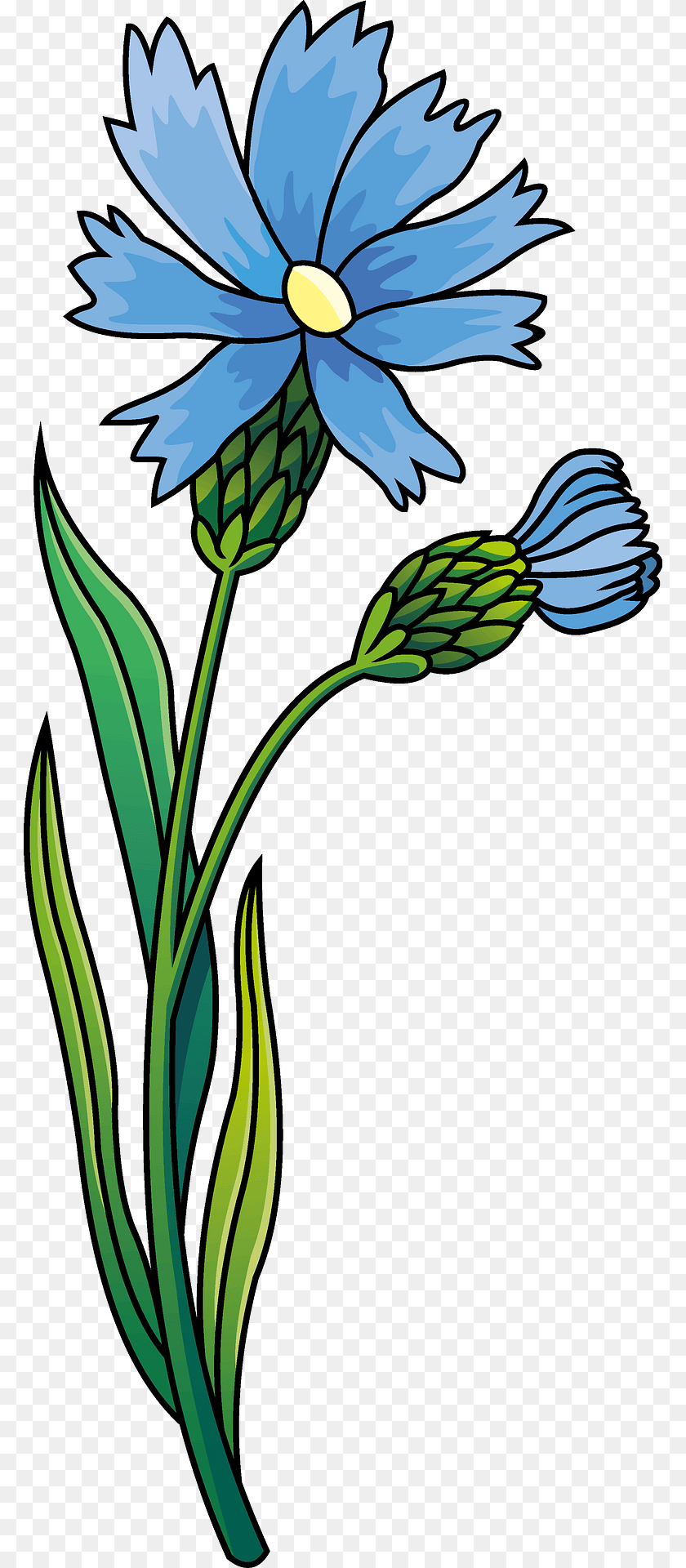 782x1920 Wildflower Knapweed Daisy, Flower, Plant, Flax Clipart PNG