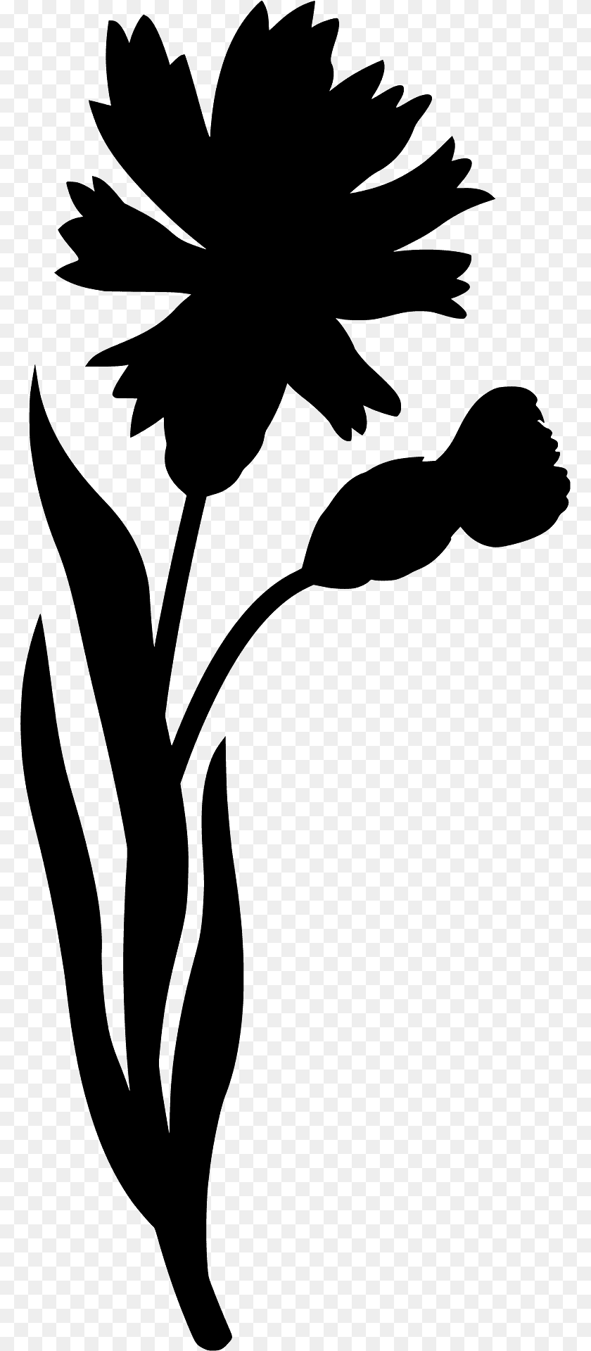 Wildflower Knapweed Silhouette, Daisy, Flower, Plant, Stencil Clipart PNG
