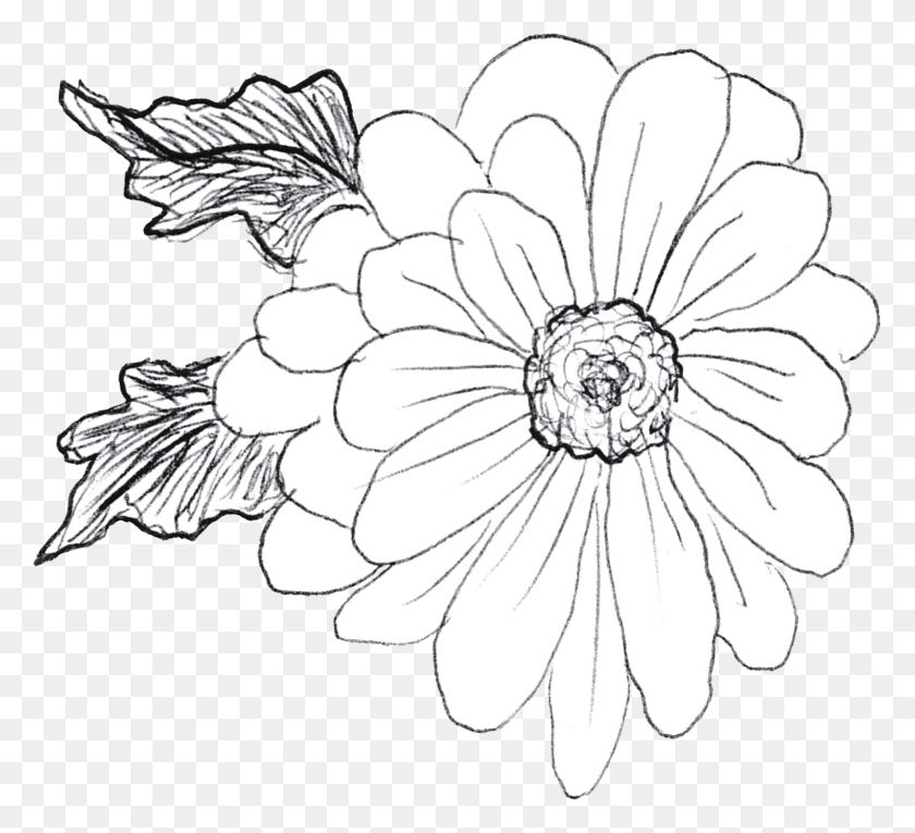 1523x1377 Полевые Цветы Рисунок Карандашом Африканская Ромашка, Растение, Цветок, Ромашки Hd Png Скачать