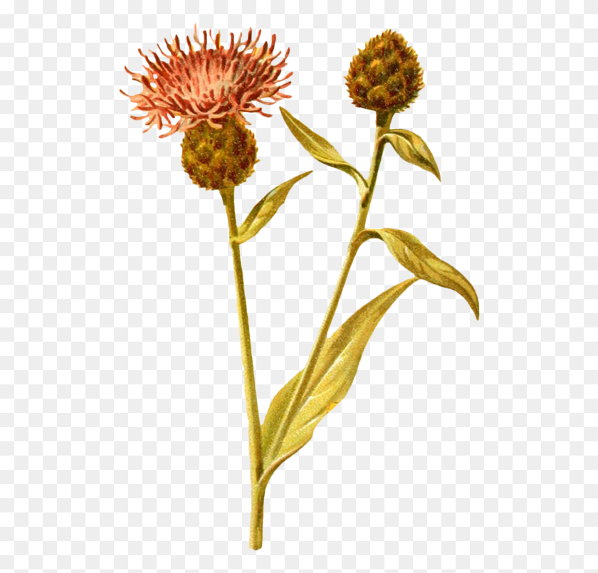 508x745 Wildflowers Drawing Plant Dessin Fleurs Sauvages, Flower, Blossom, Pollen HD PNG Download