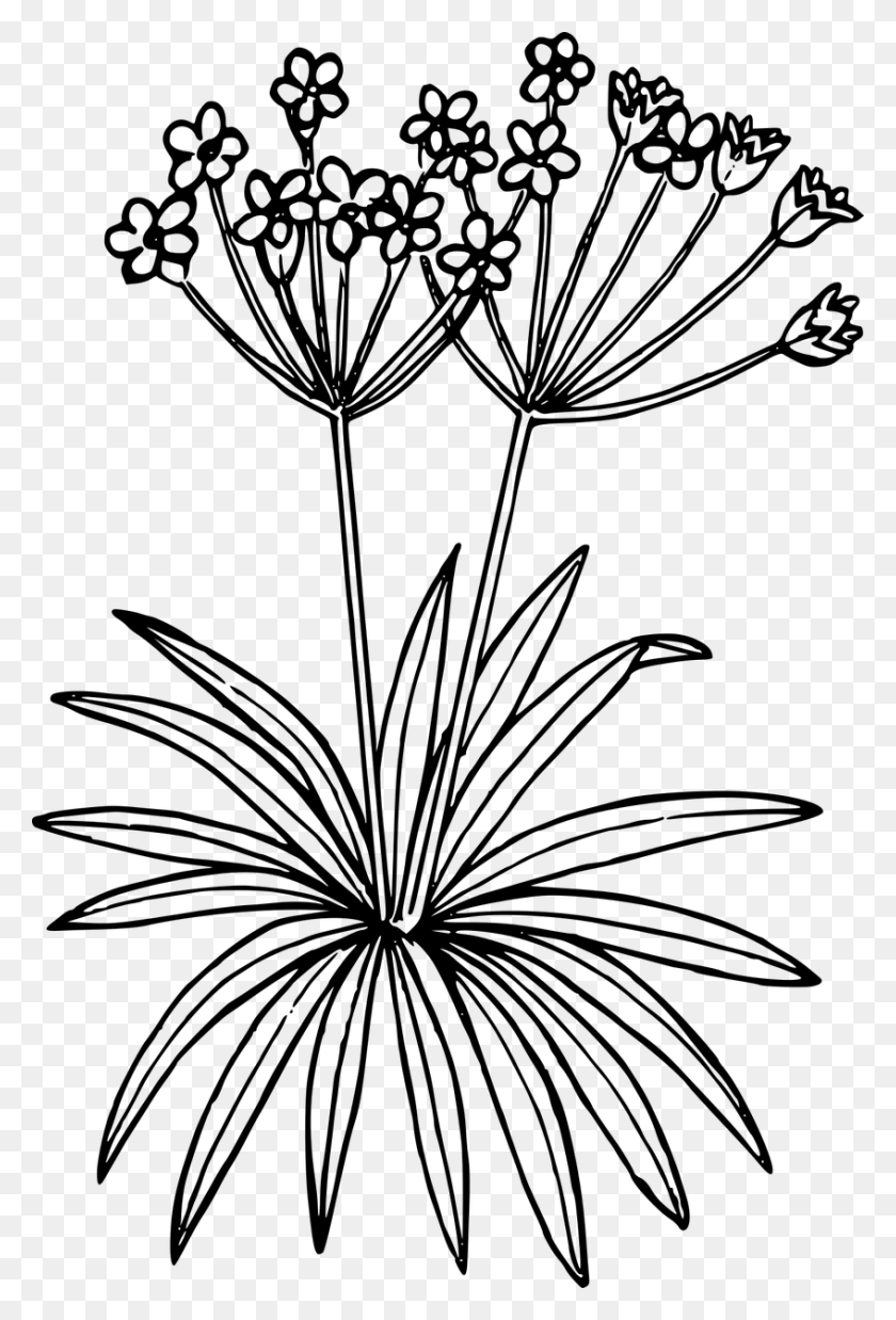 847x1280 Wildflowers Drawing Plant Tundra Plant Clipart Black And White, Gray, World Of Warcraft HD PNG Download
