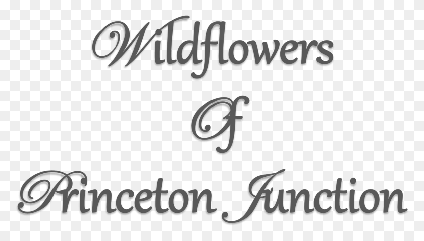 1264x680 Wildflowers Of Princeton Junction Calligraphy, Text, Handwriting, Alphabet HD PNG Download