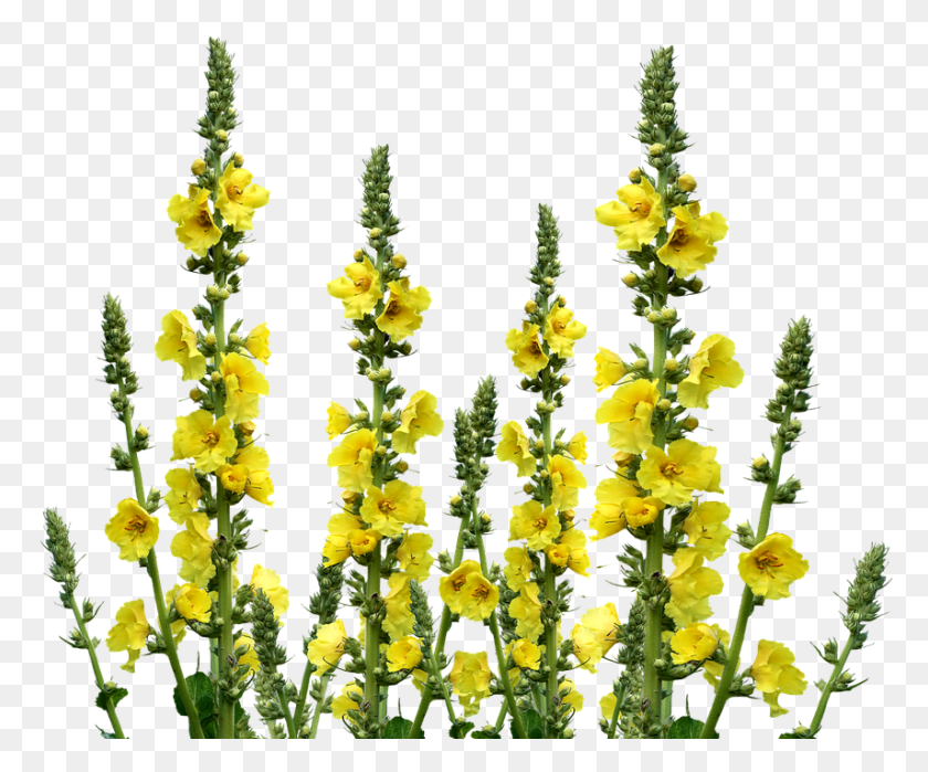 855x701 Wildflowers Polevie Cveti, Plant, Flower, Blossom HD PNG Download