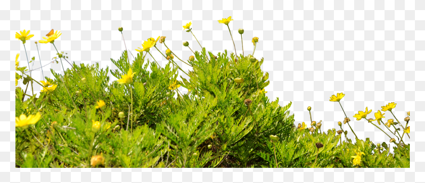 1601x621 Wildflowers Transparent Wildflowers, Moss, Plant, Grass HD PNG Download