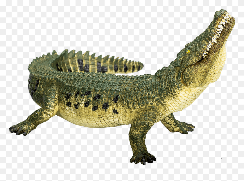 1899x1372 Lagarto Png / Lagarto, Lagarto, Reptil Hd Png