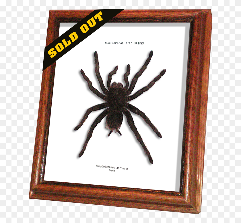 643x719 Wildwood Insects Framed Neotropical Bird Spider Or Tarantula, Invertebrate, Animal, Arachnid HD PNG Download