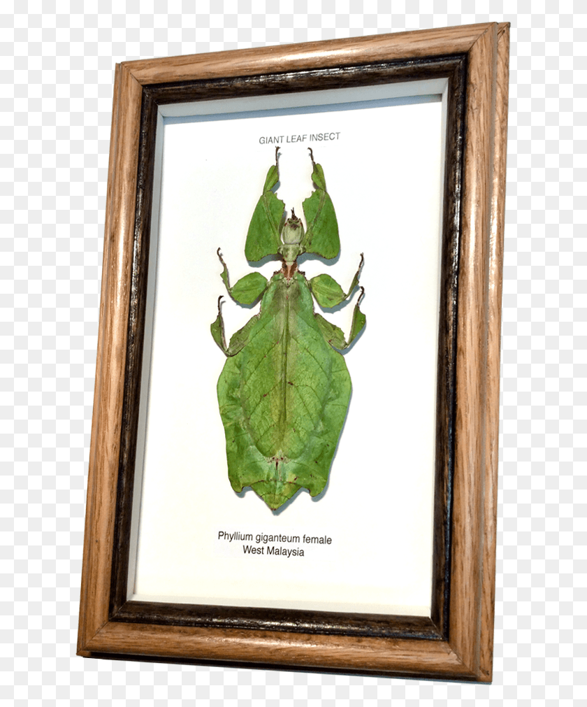 625x951 Wildwood Insects Framed Tropical Leaf Insect, Plant, Pineapple, Food HD PNG Download