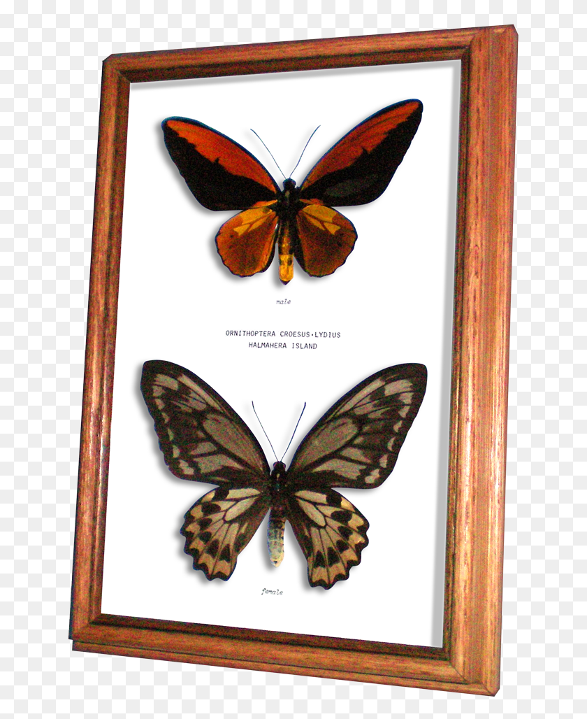 650x968 Wildwood Insects Framed Wallace39s Golden Birdwing Butterfly Brush Footed Butterfly, Insect, Invertebrate, Animal HD PNG Download