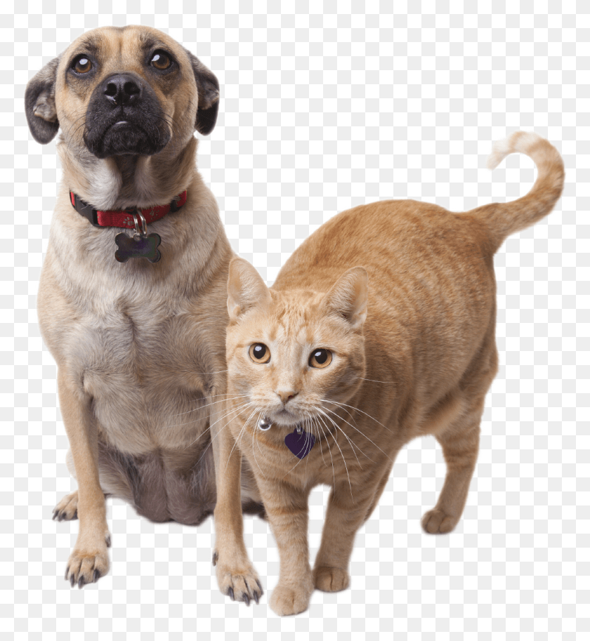 1095x1198 Willamette Humane Society Clip Free Cat And Dog Transparent Background, Pet, Mammal, Animal HD PNG Download