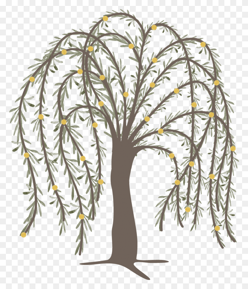878x1035 Willow, Tree, Plant, Annonaceae HD PNG Download