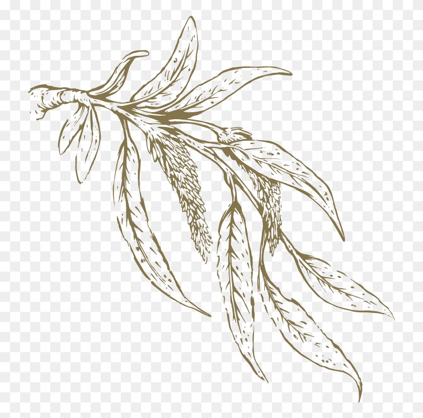731x771 Willow Drawing Leaf Transparent Clipart Free White Willow Bark Leaves, Plant, Potted Plant, Vase HD PNG Download