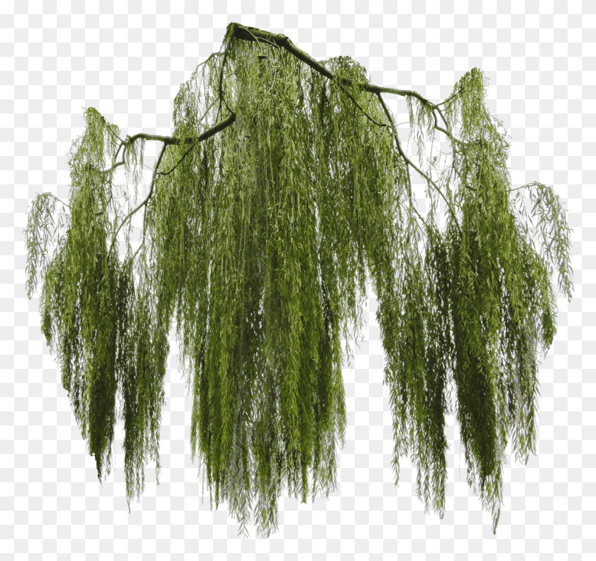1164x1092 Willow Tree, Tree, Plant, Willow HD PNG Download