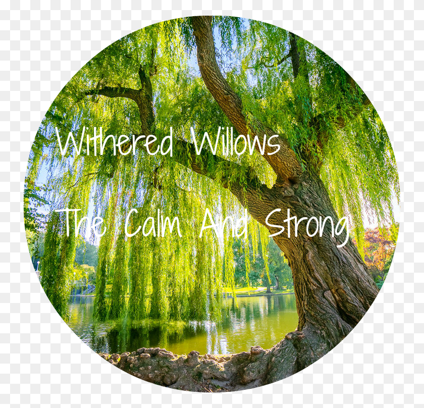749x748 Willow Tree, Tree, Plant, Willow HD PNG Download