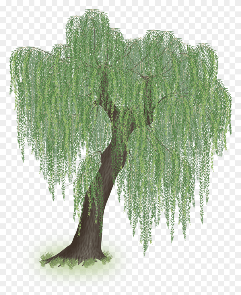 2105x2619 Willow Tree HD PNG Download