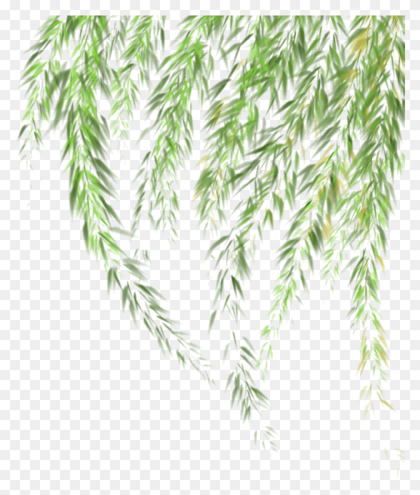 875x1044 Willow Tree Leaves Ftestickers, Leaf, Plant, Tree HD PNG Download