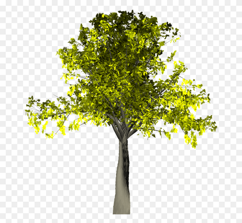 675x714 Willow Tree Vector 14 Buy Clip Art, Tree, Plant, Tree Trunk HD PNG Download