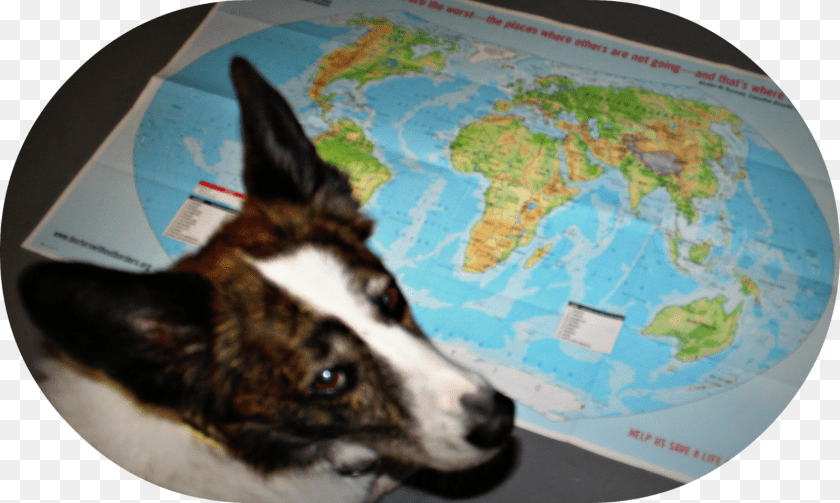 1600x959 Wilson Wondered Where In The Wide World Washington Dog, Animal, Pet, Mammal, Canine Transparent PNG