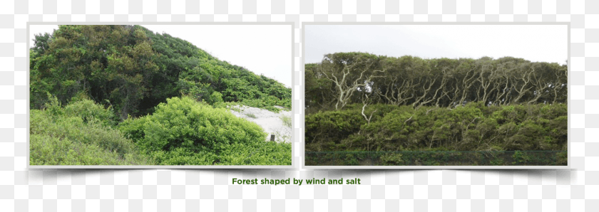 1419x434 Wind Also Shapes The Maritime Forest Trees, Collage, Poster, Advertisement HD PNG Download