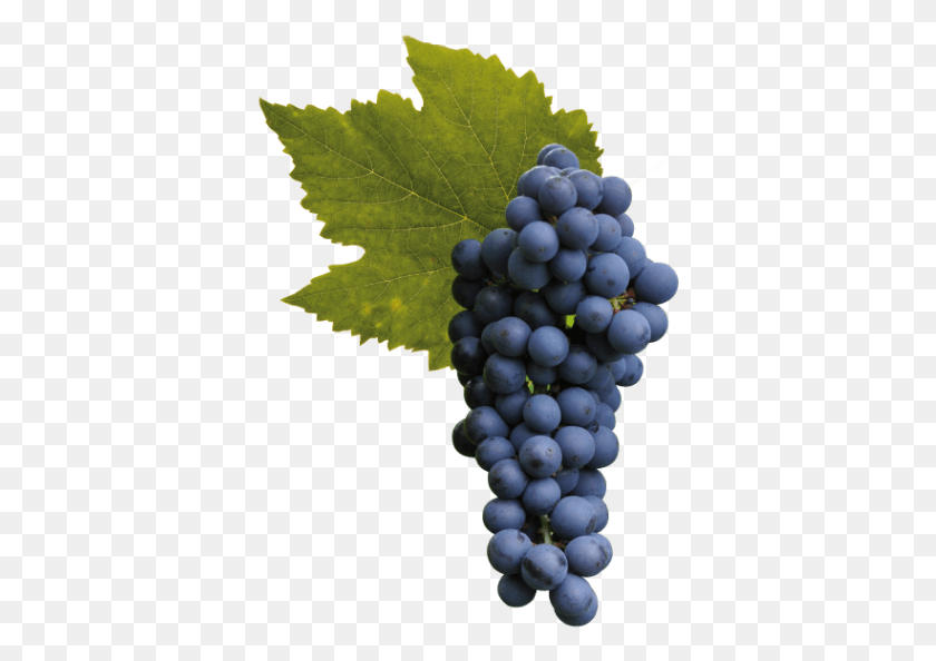 378x534 Wine In Bulk Pinot Noir Grapes, Plant, Fruit, Food HD PNG Download