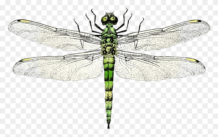 1025x619 Wing Clip Art Transprent Free Dragon Fly Free Vector, Dragonfly, Insect, Invertebrate HD PNG Download