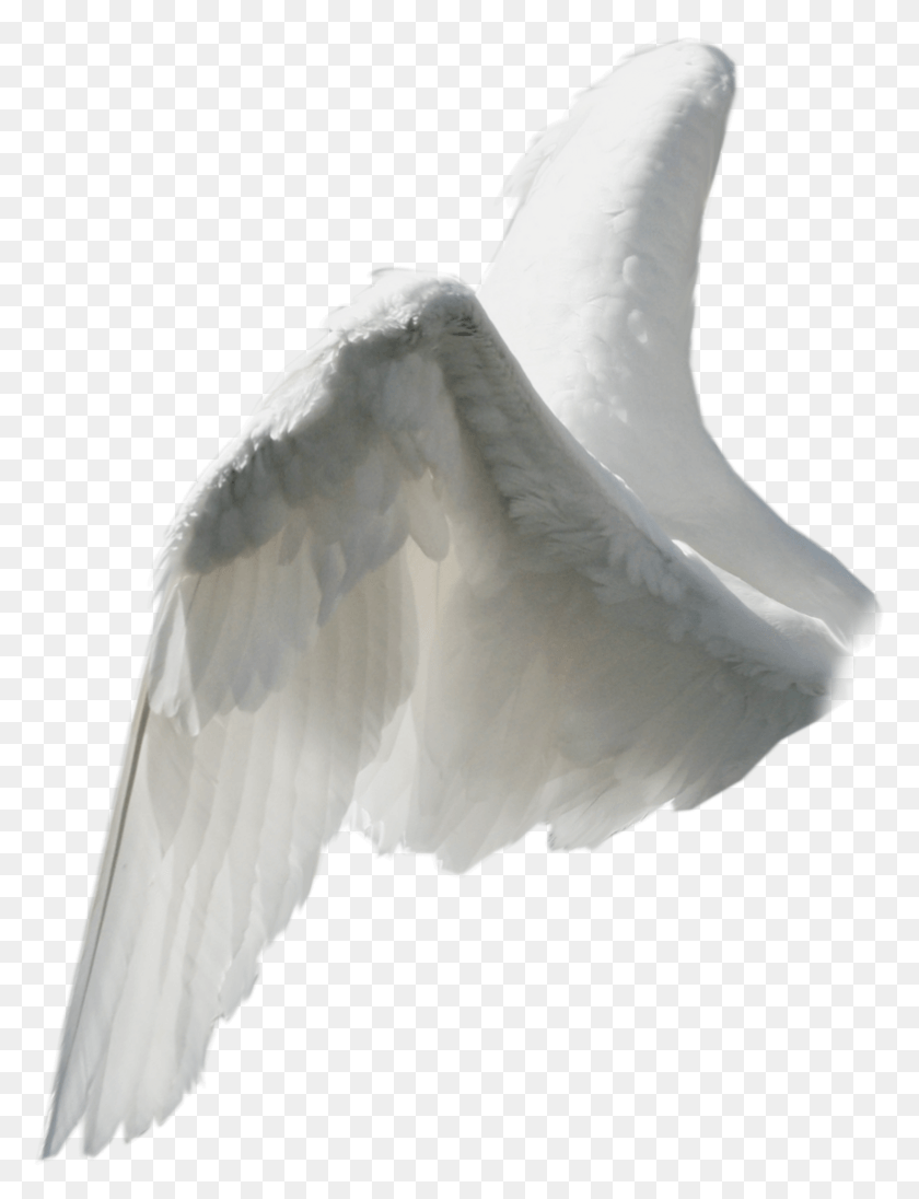 783x1040 Wings Angel Angelwings White Fantasy Beautiful Angel Wings From Side, Bird, Animal, Waterfowl HD PNG Download