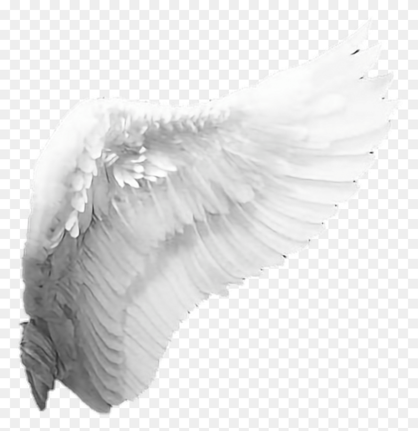 804x831 Wings Angel Wings Side, Bird, Animal HD PNG Download
