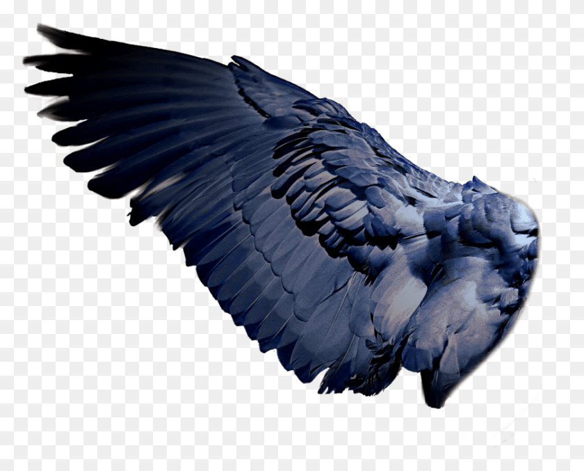 840x665 Wings Bird Wings, Animal, Vulture, Eagle HD PNG Download