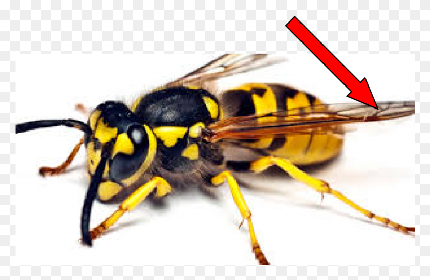 1426x891 Wings California Wasp, Bee, Insect, Invertebrate HD PNG Download