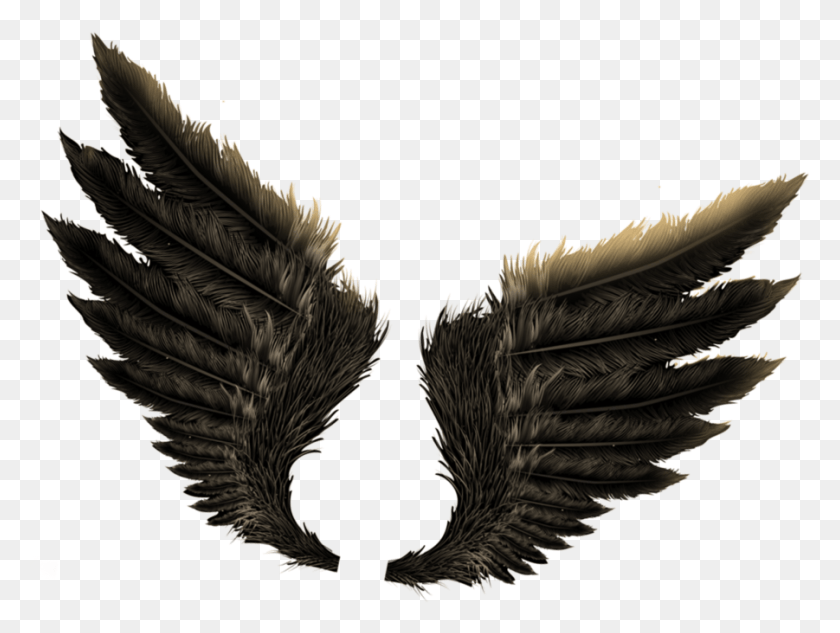 901x662 Wings Images Free Angel Wings Wings For Photo Editing, Bird, Animal, Emblem HD PNG Download