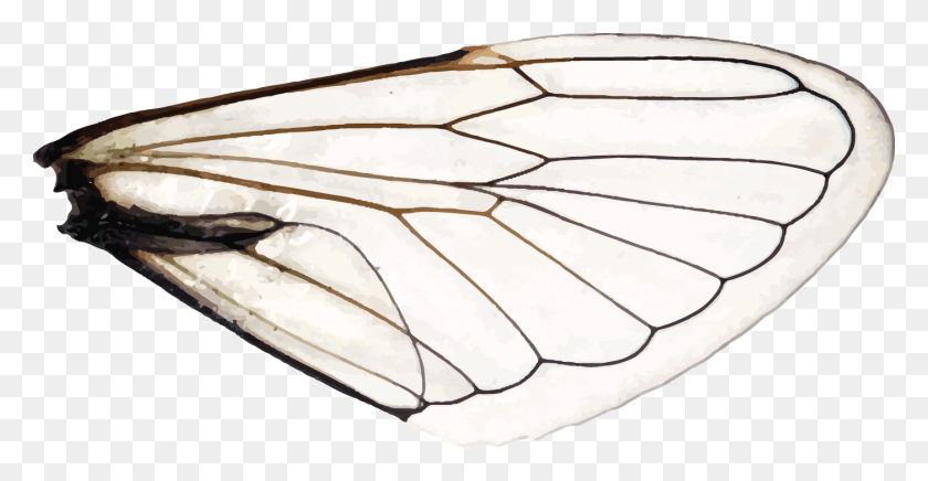1398x675 Wings Of A Dragonfly Right Aporia, Insect, Invertebrate, Animal HD PNG Download