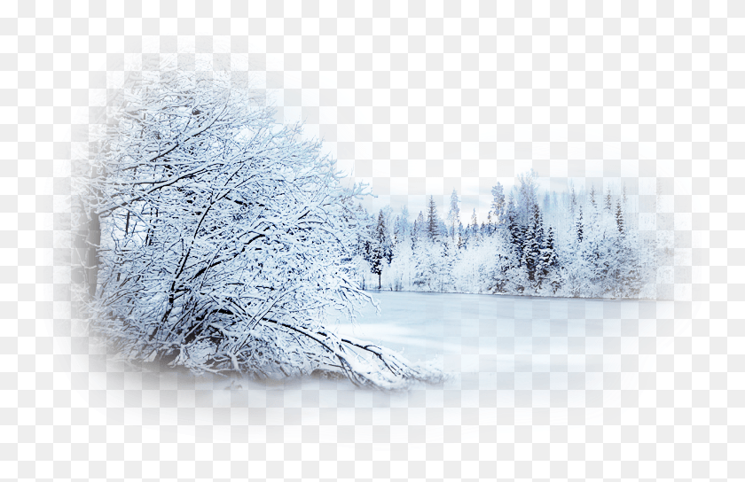 743x484 La Nieve Del Bosque De Invierno, La Naturaleza, Al Aire Libre, Paisaje Hd Png