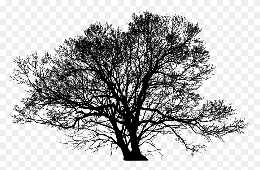 2290x1438 Зимнее Дерево Безлистное Дерево Силуэт, Серый, World Of Warcraft Hd Png Скачать