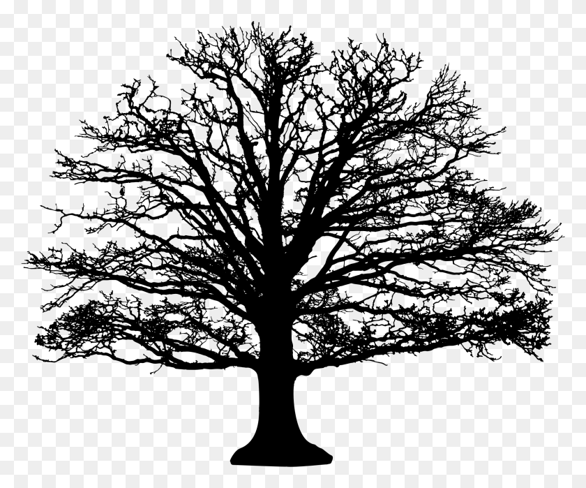 2190x1796 Winter Tree Silhouette Leafless Tree Silhouette, Gray, World Of Warcraft HD PNG Download
