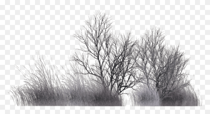 979x499 Winter Vegetation, Nature, Outdoors, Ice HD PNG Download