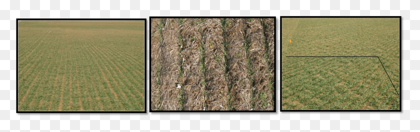 1371x360 Winter Wheat And Nitrogen Rich Strips Sorghum, Soil, Nature, Outdoors HD PNG Download