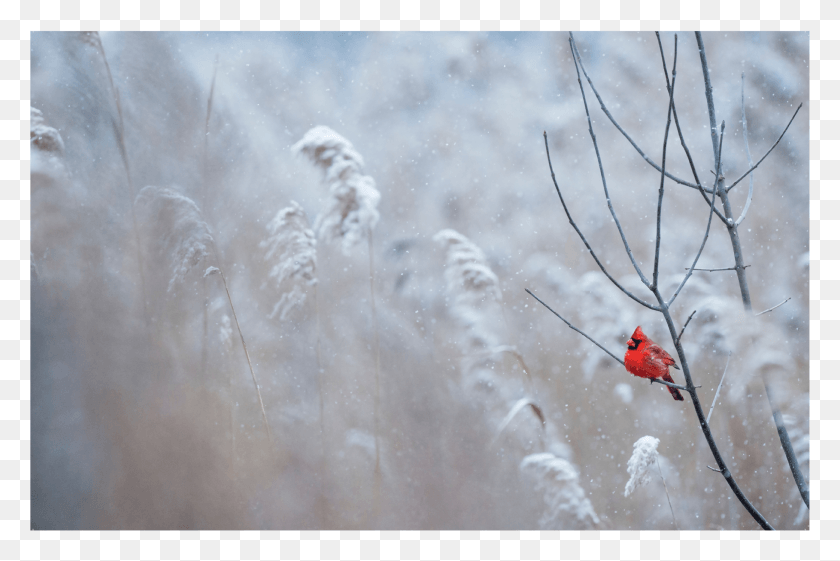 2083x1340 Winterland Cardinal Cardinal In Winter Background HD PNG Download