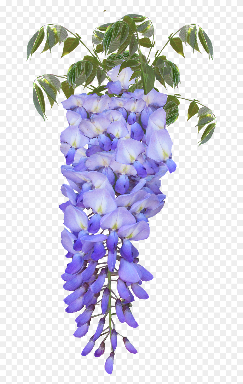 666x1267 Wisteria Flower Purple Free Picture Wisteria Flower, Plant, Blossom, Iris HD PNG Download