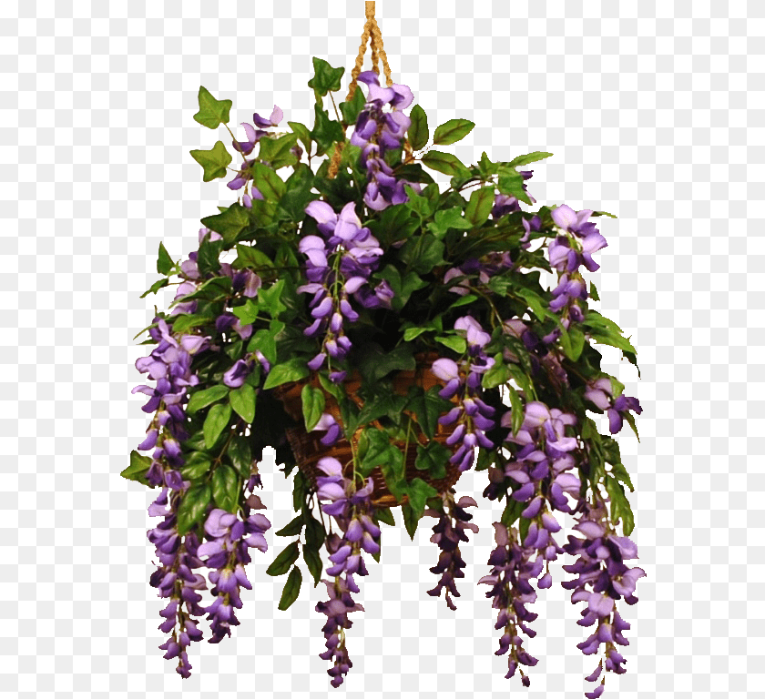 Wisteriaviolet 1 Wisteria, Flower, Plant, Flower Arrangement, Purple Transparent PNG