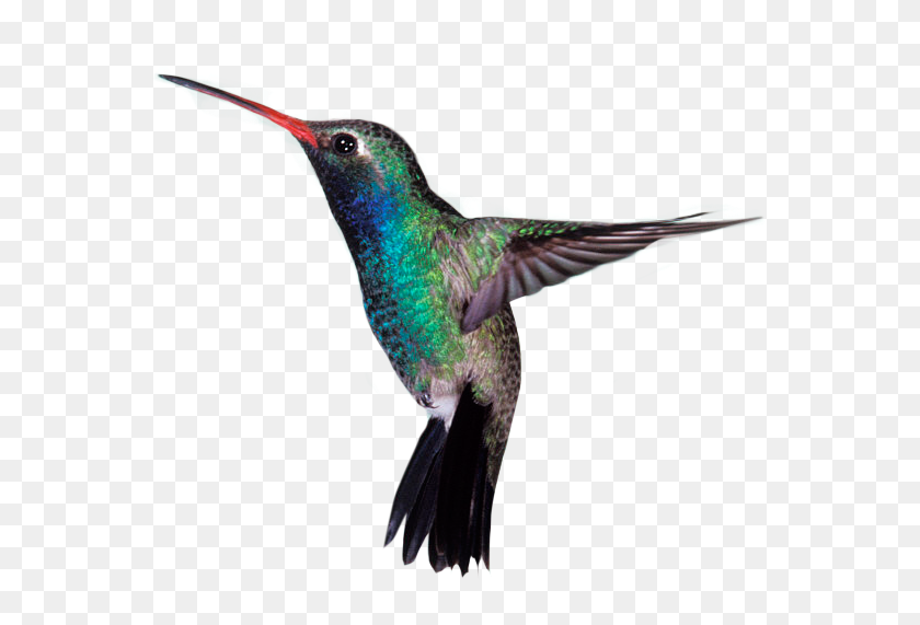 563x511 With A Higher Percentage Of Protein The Milk Froths, Bird, Animal, Hummingbird HD PNG Download