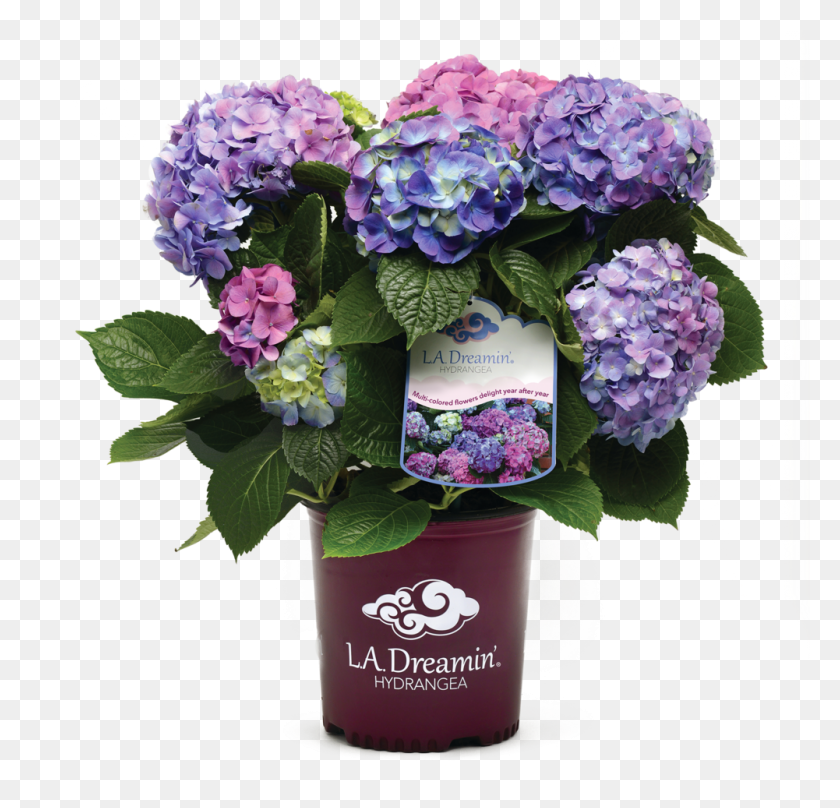 1001x960 With A Spectacular Show Of Pink Blue And Everything La Dreamin Hydrangea, Plant, Flower Bouquet, Flower Arrangement HD PNG Download