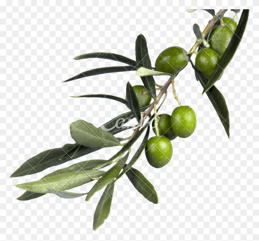 800x741 With Leaves Photos By Olive Branch, Plant, Leaf, Fruit HD PNG Download
